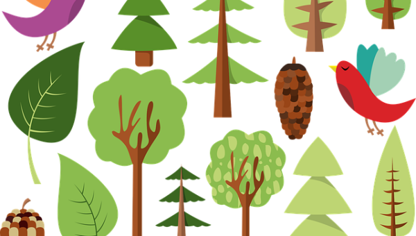 Wald-Erlebnisse